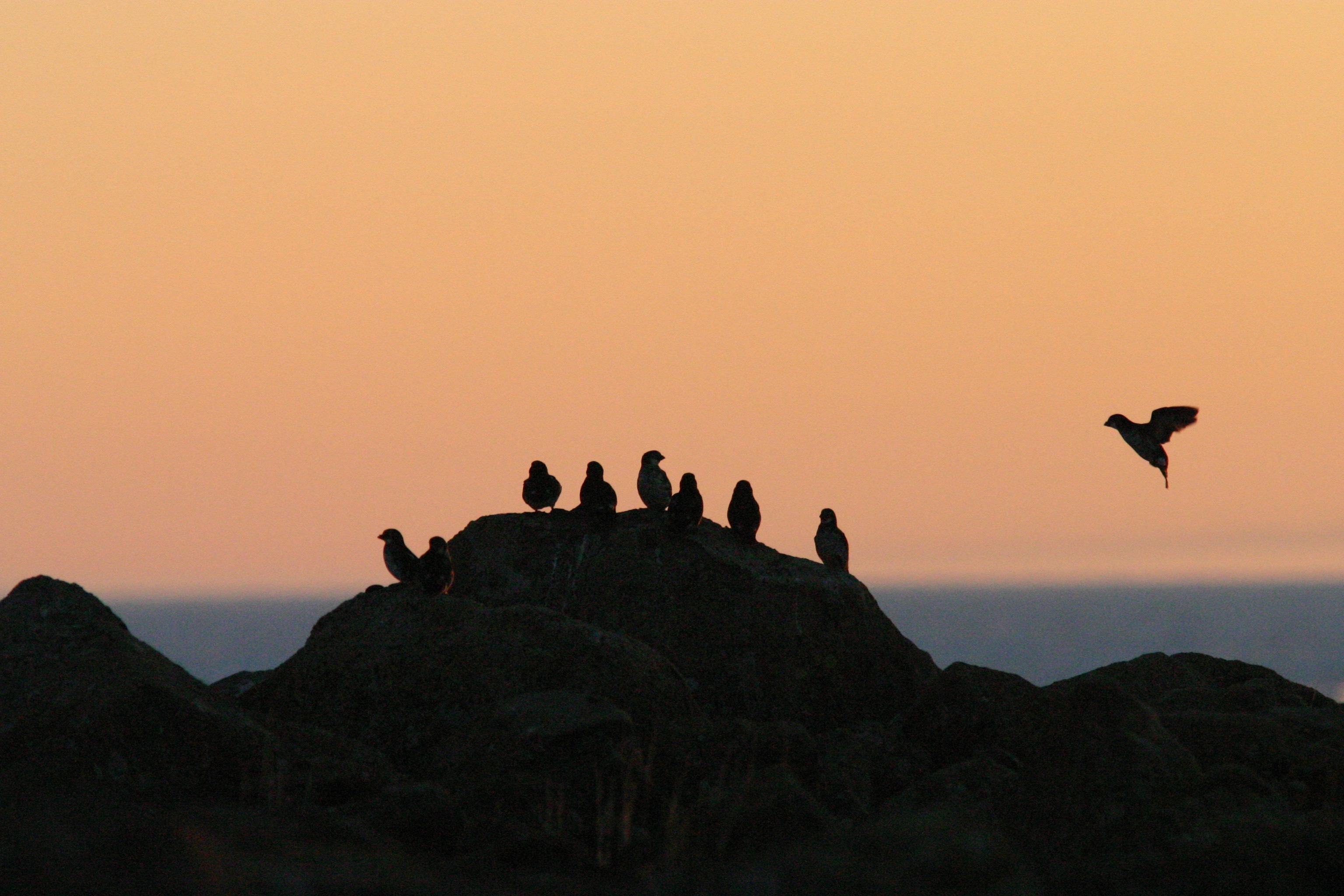 Akmaliighaq (least auklets) at sunset. Kitnkik, east of Savoonga, St. Lawrence Island, Alaska. Photo by Lisa Sheffield Guy. Courtesy of ARCUS.