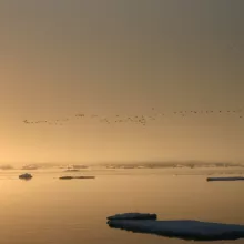 A foggy sunset with a flock of birds. Savoonga, St. Lawrence Island, Alaska. Photo by Lisa Sheffield Guy, Courtesy of ARCUS.